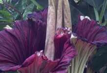 A path with heart: corpse flower