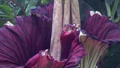 A path with heart: corpse flower