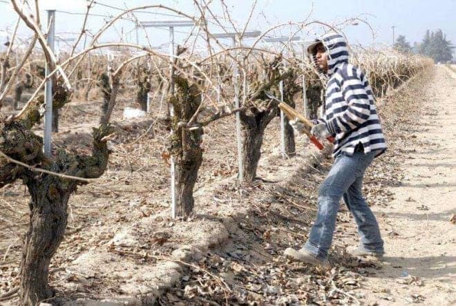 campesinos de Kern California: los campesinos podrán cobrar tiempo extra