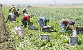 California: despite growers’ cry, farmworkers entitled to overtime pay