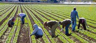 California: despite growers’ cry, farmworkers entitled to overtime pay