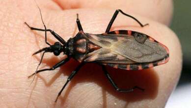 El mal de chagas llega a estados unidos