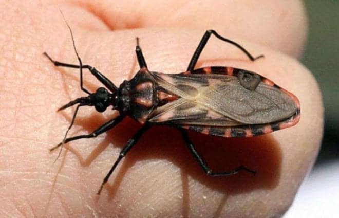 El mal de chagas llega a estados unidos