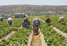 H.R.1603 Piden legalizar a trabajadores agrícolas en día de césar chávez