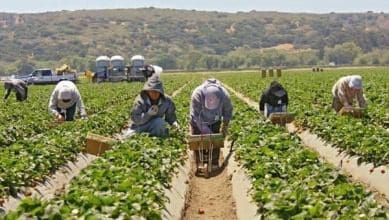 H.R.1603 Piden legalizar a trabajadores agrícolas en día de césar chávez