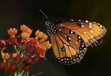Mariposa monarca en peligro
