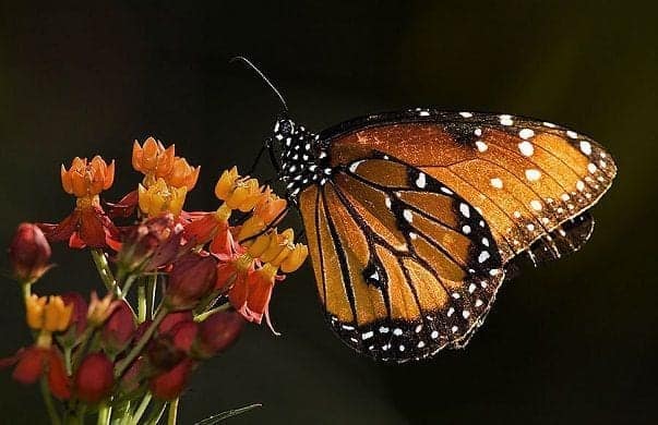Mariposa monarca en peligro