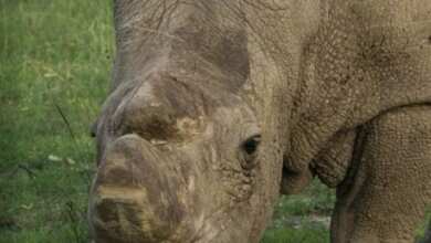Sudán, el último rinoceronte blanco, un cuento de mia ruffino
