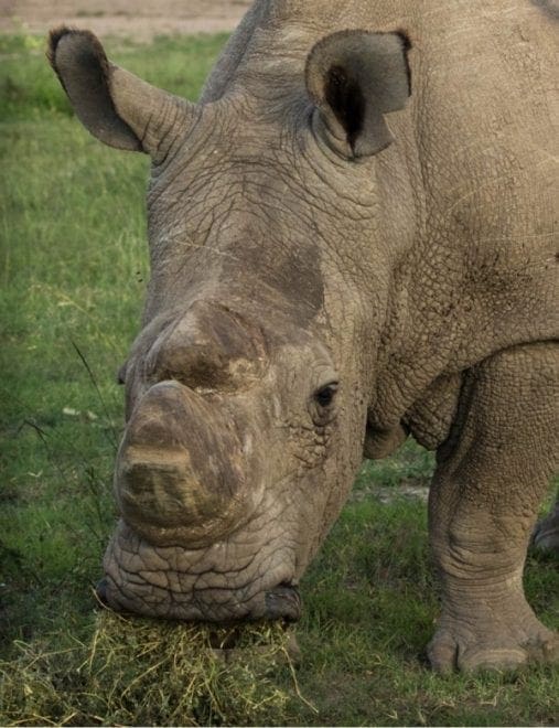 Sudán, el último rinoceronte blanco, un cuento de mia ruffino