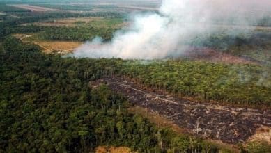 California puede salvar los bosques tropicales