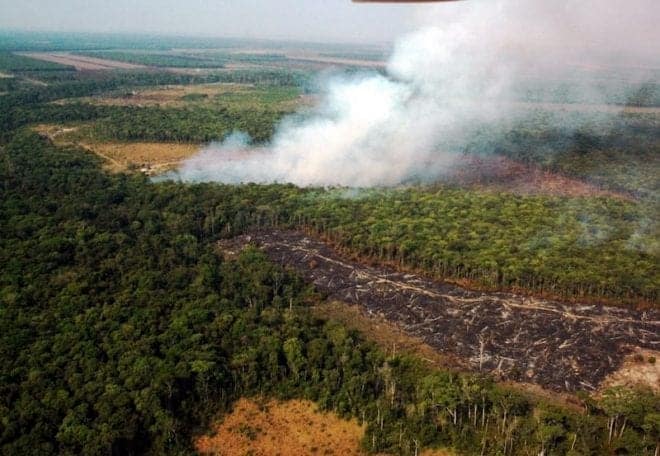 California puede salvar los bosques tropicales