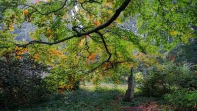 Naturaleza contra stress en la era del coronavirus