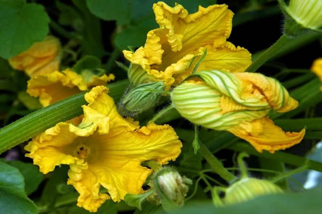 Comida mexicana flor de calabaza