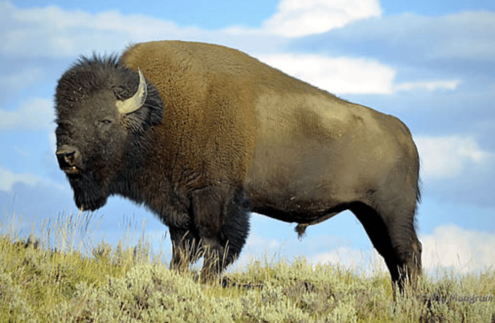 Resurge el legendario bisonte de las praderas de América del Norte que estuvo al borde de la extinción. Foto: ChickensAndDucks