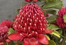 Aforismos para un mundo donde ser cuerdo es una locura